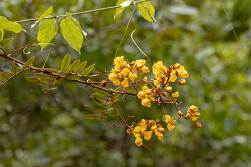 Wall Mural - Small Yellow Flowering Plant