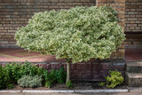 Fototapeta Lawenda - Fortune Euonymus silver queen on a trunk. Euonymus fortunei winter creeper or spindle tree.