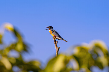 Wall Mural - Animal Ringed Kingfisher Bird