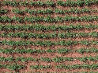 Poster - field sugar cane cultivation