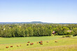 View at a beautiful rural landscape with grazing cows on a meadow