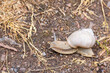 Roman snail on the ground a summer day