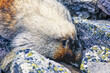 Hoary marmot searches for food among rocks