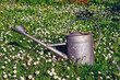 Blooming daisy flowers with a watering can at spring