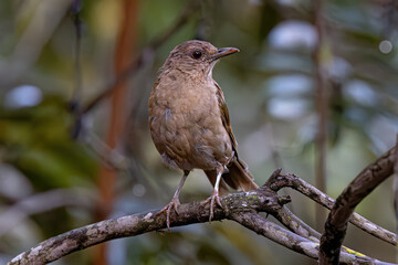 Wall Mural - Animal Pale breasted Thrush Bird