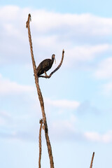 Wall Mural - Green Ibis Animal