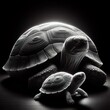 A mother turtle and her baby in rim light black and white photography