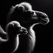 A mother camel and her baby in rim light black and white photography