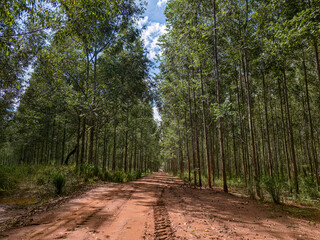 Canvas Print - cultivation of eucalyptus trees