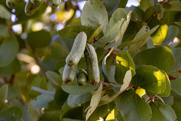 Wall Mural - Stinkingtoe Tree with Fruits