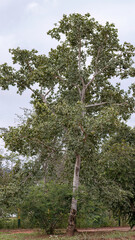 Wall Mural - Stinkingtoe Tree with Fruits