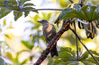 Animal Pale breasted Thrush Bird