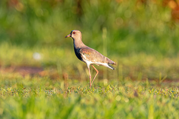 Wall Mural - Adult Southern Lapwing Bird