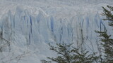 Fototapeta Las - Gentle Tree Branches Swaying Before Majestic Glacier Front