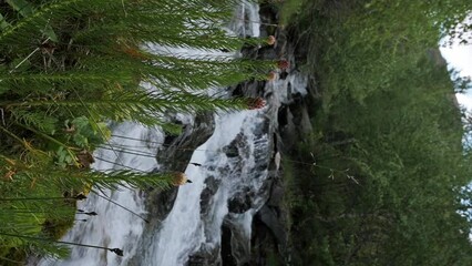 Wall Mural - plant Clementsian semenovii flowers bloom by a mountain river stream in a field in summer. Slow motion vertical