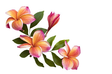 Wall Mural - red flowers frangipani colorful local flora arrangement flat lay postcard style 