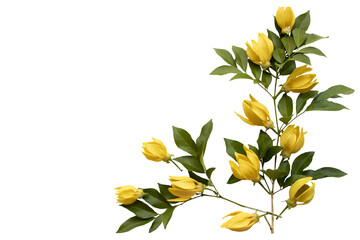 Wall Mural - yellow flowers ylang ylang local flora arrangement flat lay postcard style 