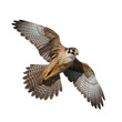 Very beautiful falcon in flight isolated on white background PNG .GENERATIVE AI