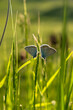 Butterfly close-up on a green blurry background. The head of the butterfly in selective focus. Looks directly at the camera. Blurred background of leaves. Blue butterfly in a beautiful bokeh.