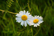 Two white daisies are embracing on a green blurred background. Meadow flowers in soft focus. A symbol of love and loyalty. Delicate floral background. Beautiful wild flowers. Summer romance.