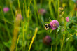 Bumblebee clover close-up. Summer natural background. A small bumblebee pollinates wildflowers. A beautiful moment in the wild. The concept of work, ability to work. Summer time. Soft sunset light