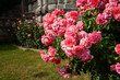 Pink roses garden. Beautiful soft pink flowers grow in the park. Warm sunlight. The concept of summer time, flowering and fragrance. Growing flowers in an ornamental garden, plot. Summer background