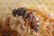Beekeeping - queen bee close-up