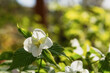 Jasmine in close-up. The Philadelphia bush bloomed in the garden in the summer. Beautiful white fragrant macro flowers. Natural sunny warm background for the design. The concept of tenderness, romance