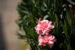 Carnation Dianthus caryophyllus close-up. A beautiful pale pink flower bloomed in the garden. Growing caring for plants. Landscaping of parks, squares, decorative flowers on flower beds in the garden.