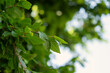 Green background leaves sky. Natural summer sunny background. Bright green leaves in close-up on blurred sunlight. The concept of summer, freshness, coolness. Background for the design. Copy space