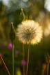 Dandelion close-up sunset. Vertical natural background. A beautiful large fluffy flower in the rays of the sun. Soft focus blurred background. The concept of summer time village holidays. Macro flower