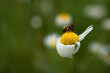 Chamomile bee macro photography. Soft selective focus, blurred background. A bee collects nectar from flowers in close-up. Natural authentic background. The concept of labor, daylight saving time