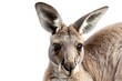 Sweet baby kangaroo joey peeking out from its mother's pouch, isolated on a transparent background