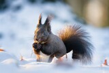 Fototapeta Góry - A squirrel holding a walnut in its paws with snow in the background. Winter landscape. Lesopark Štěpánka, Mladá Boleslav, Czech republic.