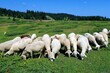 The fluffy sheep grazed peacefully in the meadow, their gentle bleats filling the air with serenity under the golden sun.