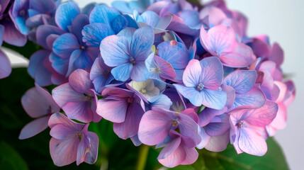 Wall Mural - hydrangea flower close up