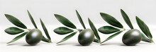 Peaceful Olive Branch Against A White Backdrop