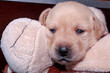 The two-week-old blonde Labrador puppy is hanging over a stuffed animal. She's tired, her eyes are closing.