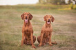 two hungarian vizsla pointer dogs sitting on a field in the summer