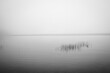 © Cavan Images - black and white image of reeds in lake on foggy misty morning