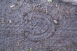 Tracks from horse shoe and bicycle tires