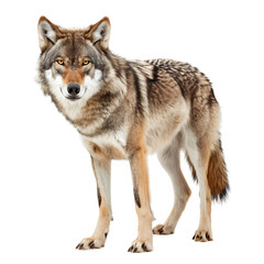  Mesmerizing image of a wolf standing against a white background