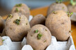 Seed potatoes with eyes and sprouts in egg carton
