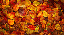 Autumn Leaves Background ..