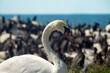 A mute swan (Cygnus olor, male) among the sea islands, in a colony of seabirds. Baltic sea. Portrait of a white bird on a background of black birds
