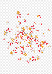 Wall Mural - Red Berries Background Transparent Vector. Leaf Backdrop Frame. Burgundy Leaves Dry. Cartoon Illustration. Foliage Vibrant.