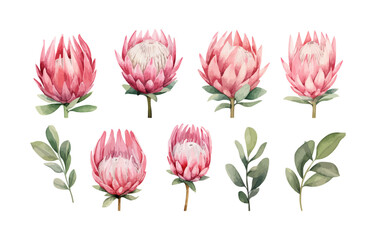 watercolor protea clipart for graphic resources