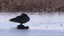 Amusing Coot Sneaks Past Napping Goose On Partly Frozen Spring Pond