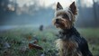 A tiny Yorkie trembles with impatience, bulging eyes straining toward the driveway, whining urgently at the sight of a distant figure approaching through the evening mist, in desperate need of reunion