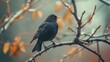 A blackbird on a branch displaying curiosity